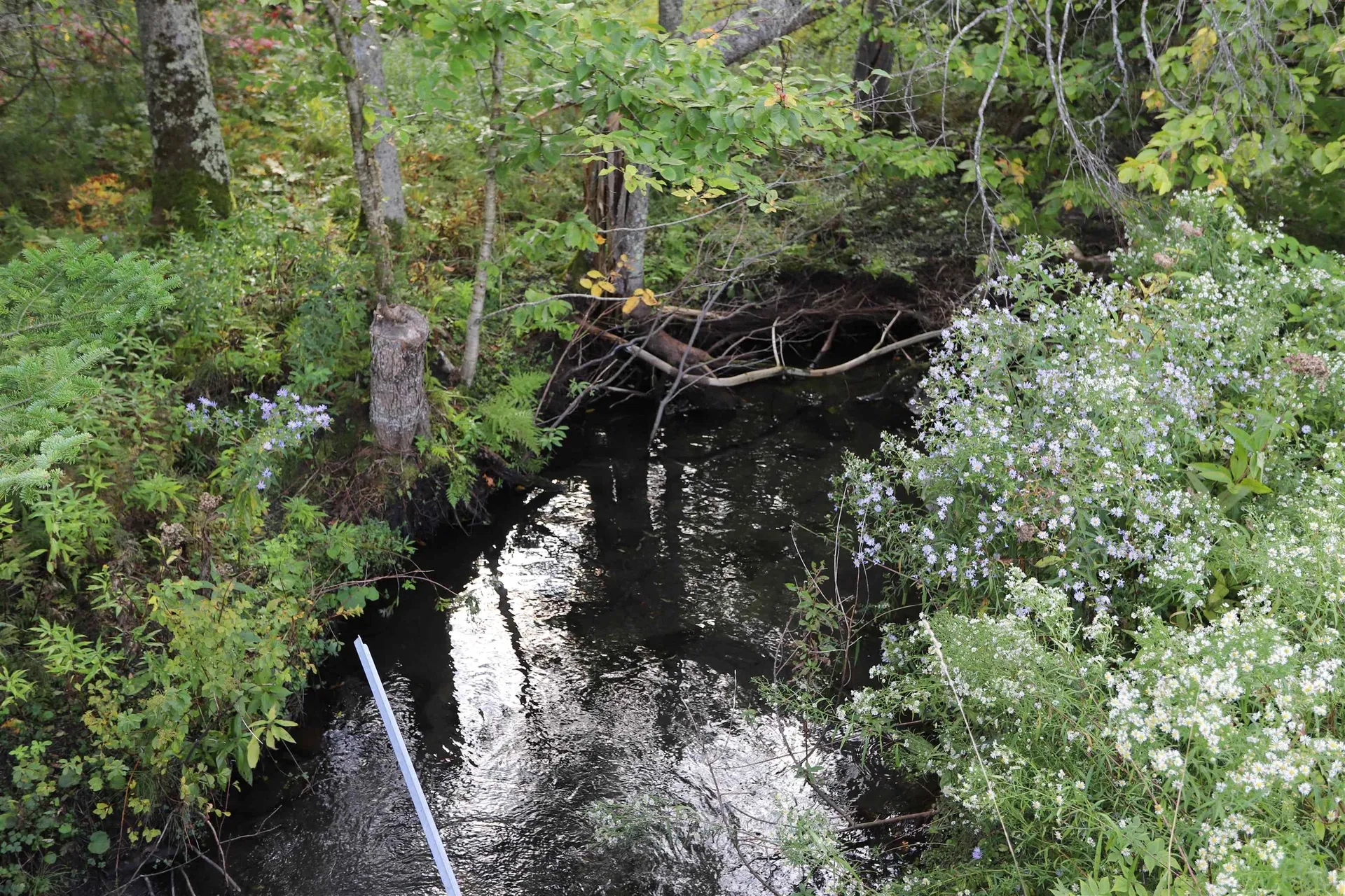 0 Hayward Hollow Morgan VT 05853