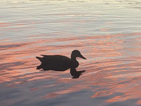 35 North Shore Road Sunapee NH 03782