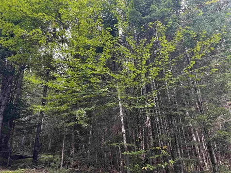0000 Burke Hollow Road Burke VT 05819