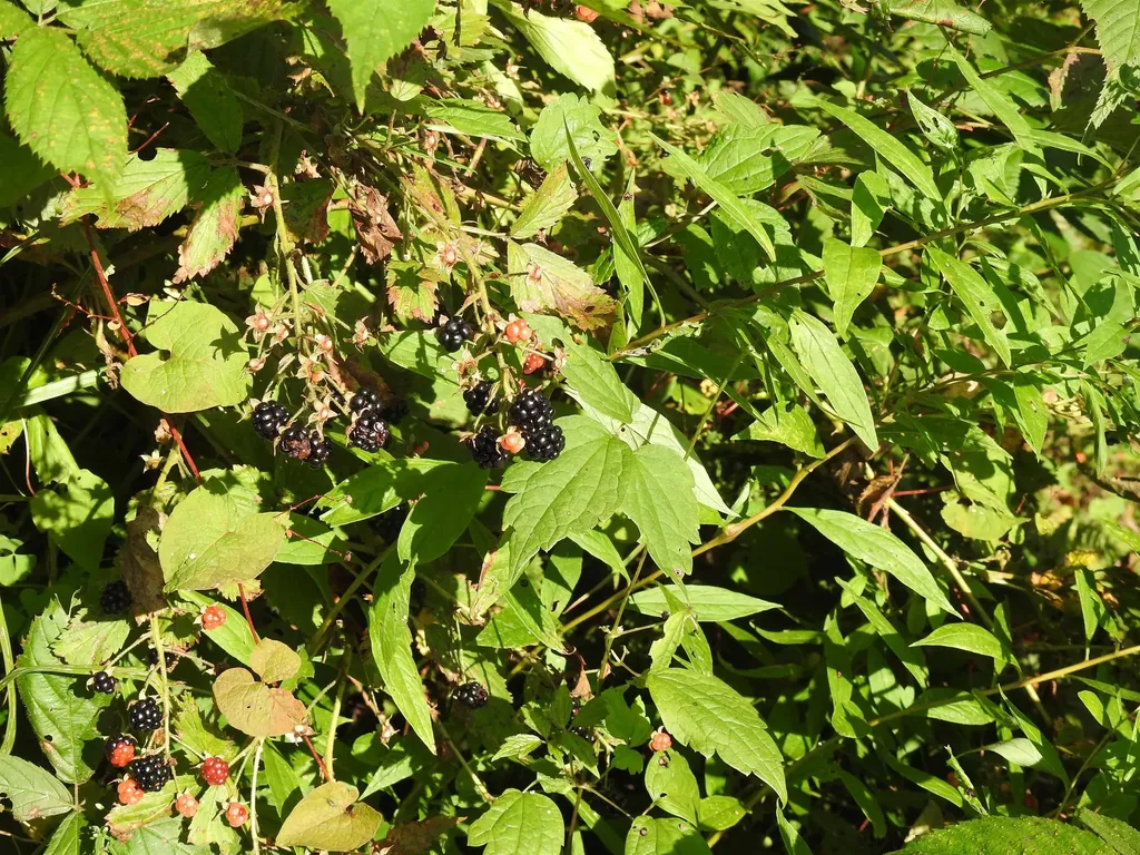 1471 Back Road Belvidere VT 05442