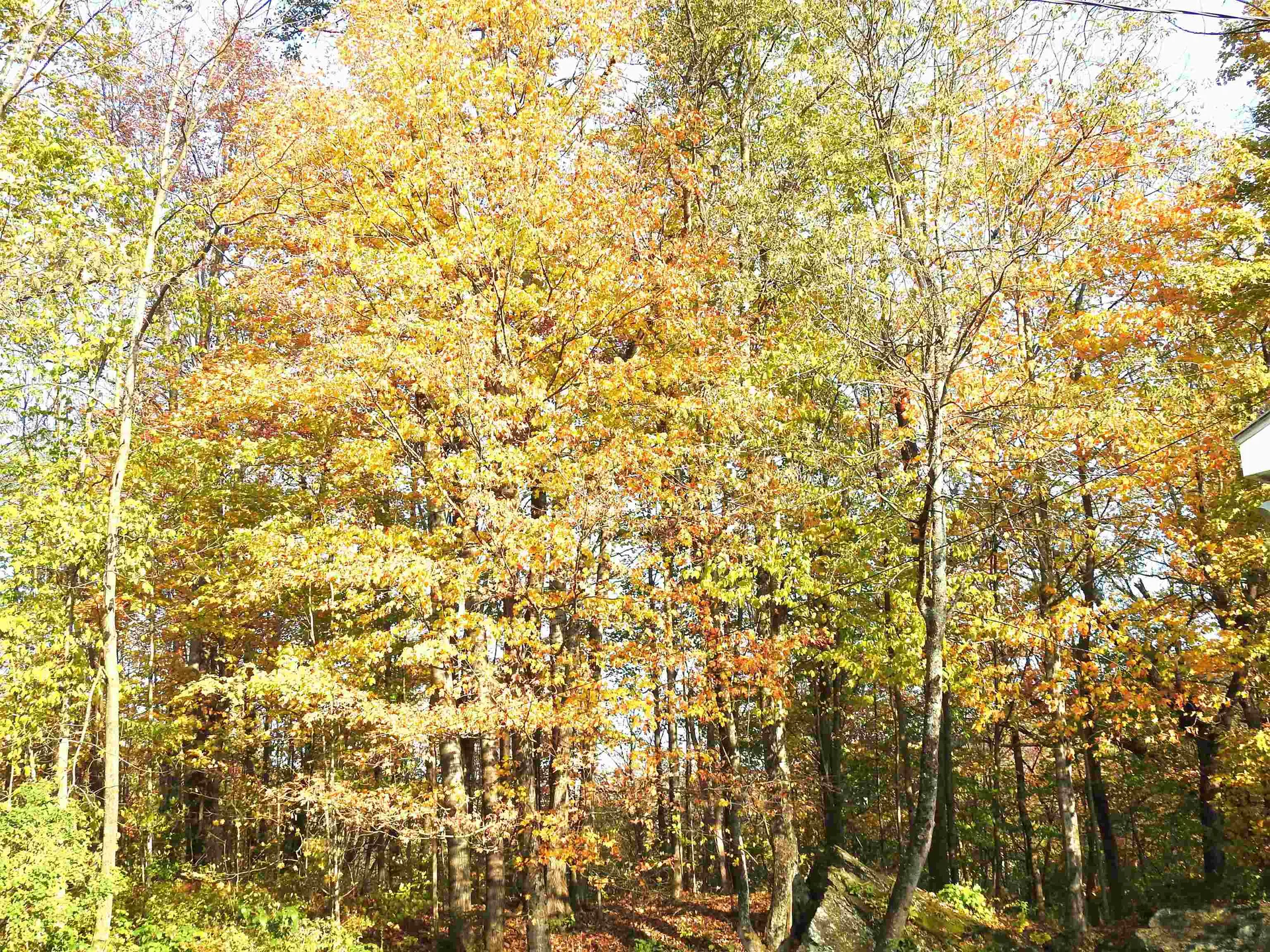 1471 Back Road Belvidere VT 05442