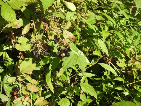 1471 Back Road Belvidere VT 05442