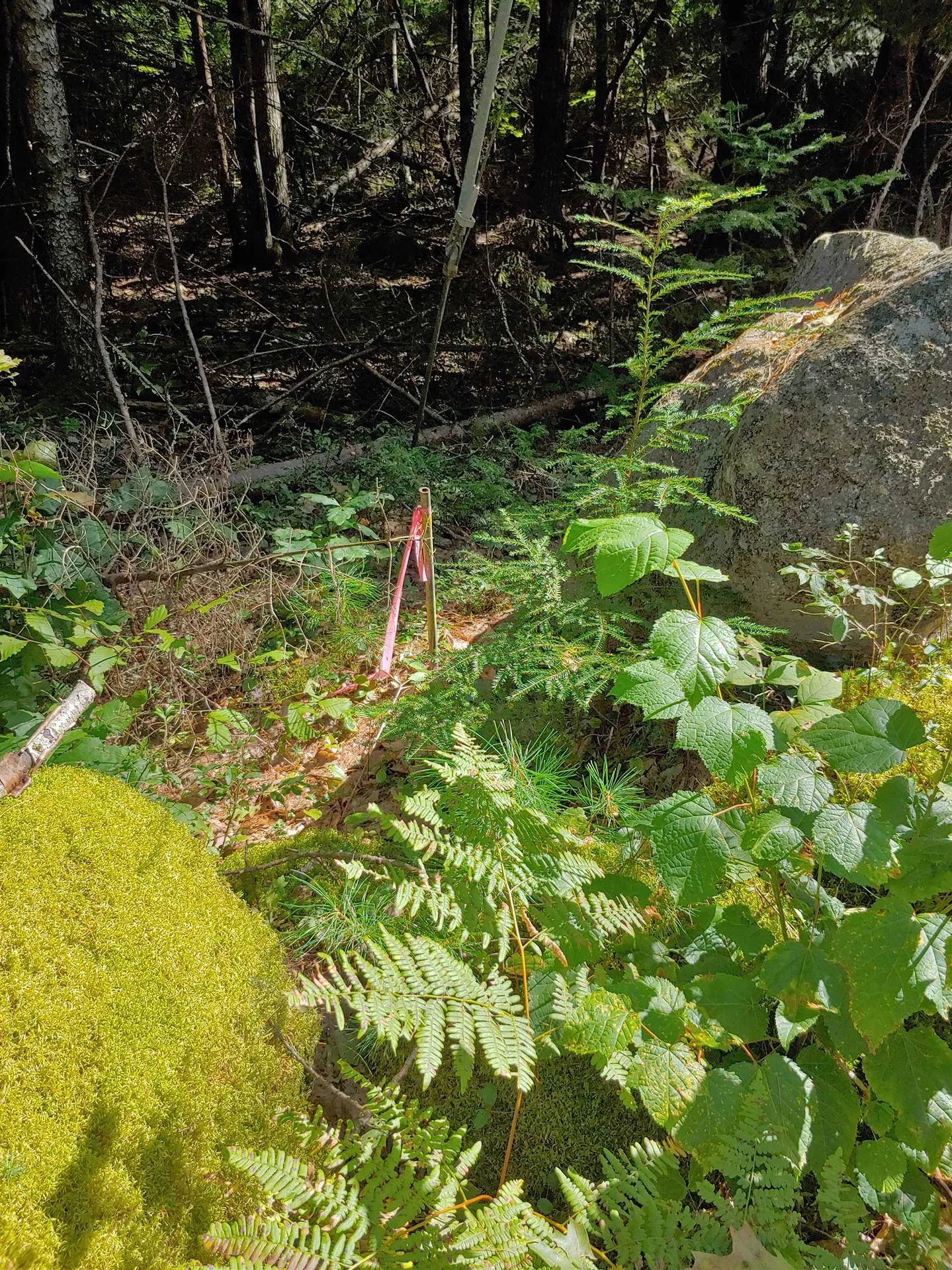 Lot 5 Spruce Court Barnstead NH 03225