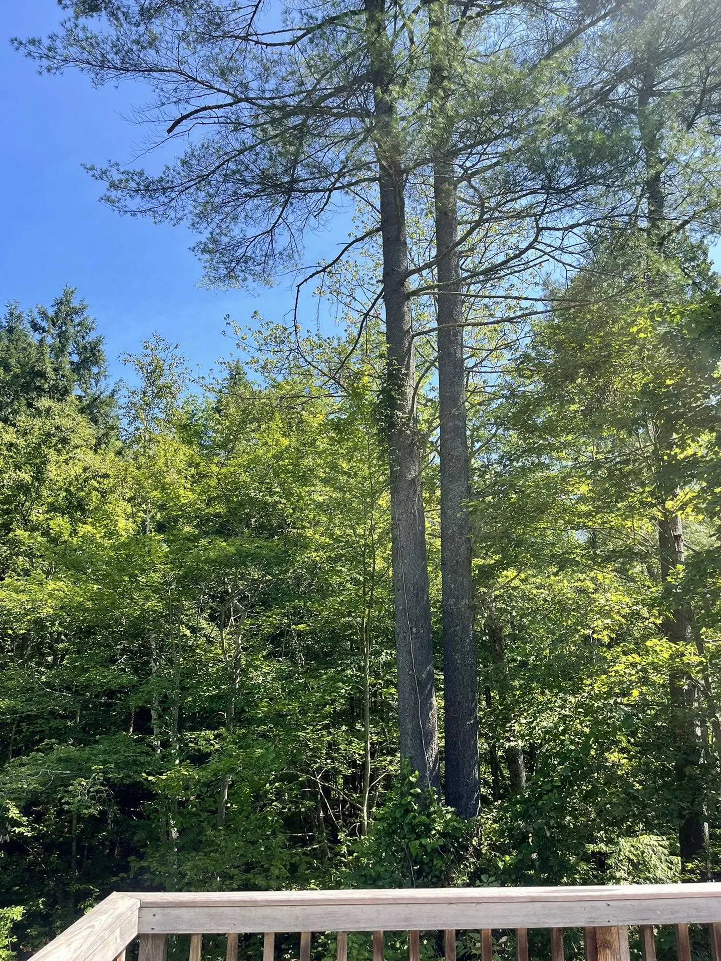 751 Vt Route 12 Middlesex VT 05602