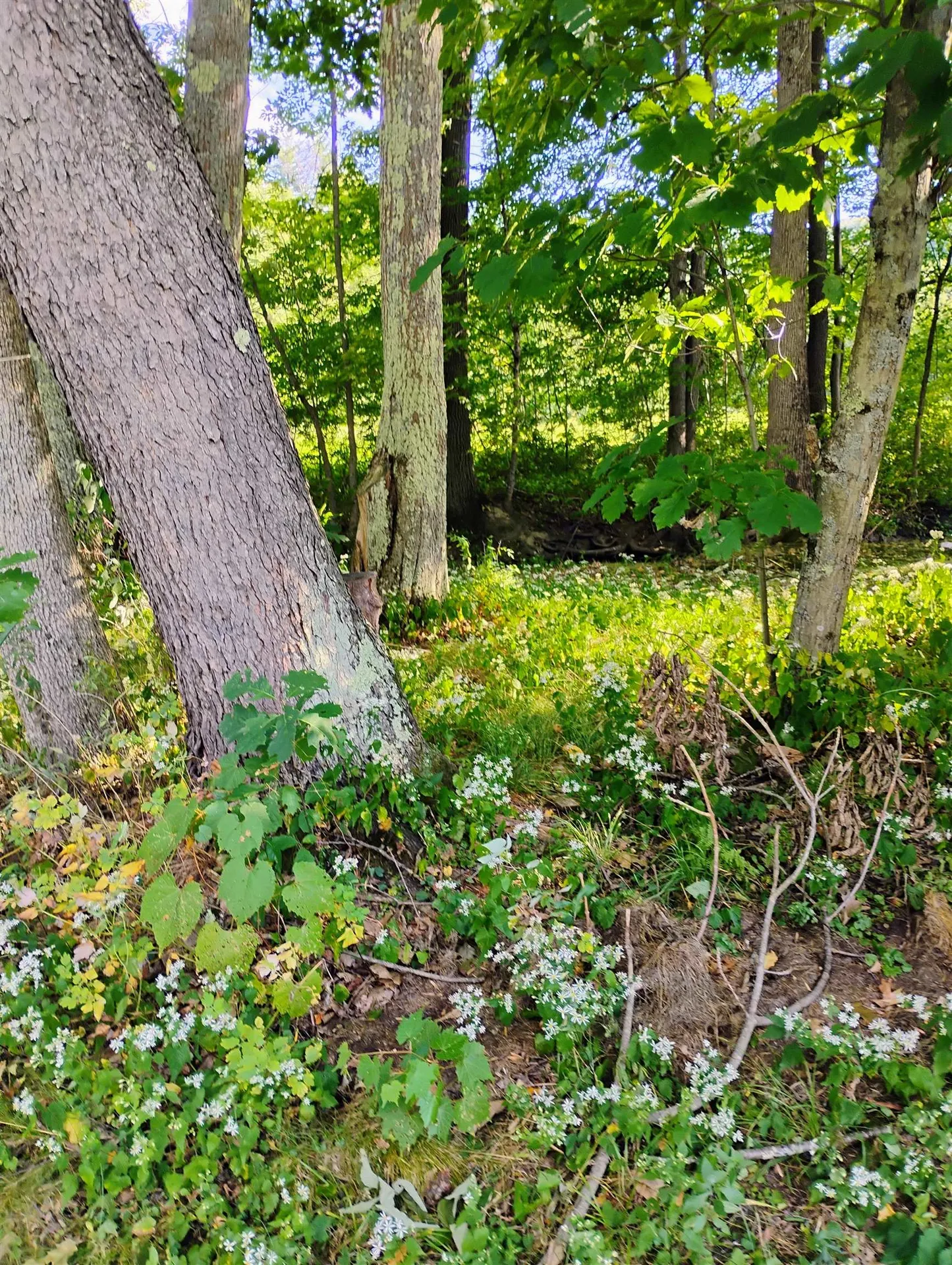 11 Cogswell Way Enfield NH 03748