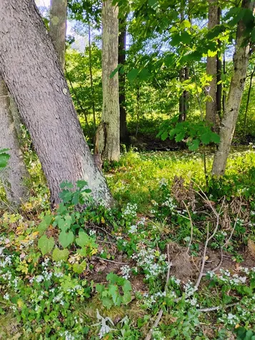 11 Cogswell Way Enfield NH 03748