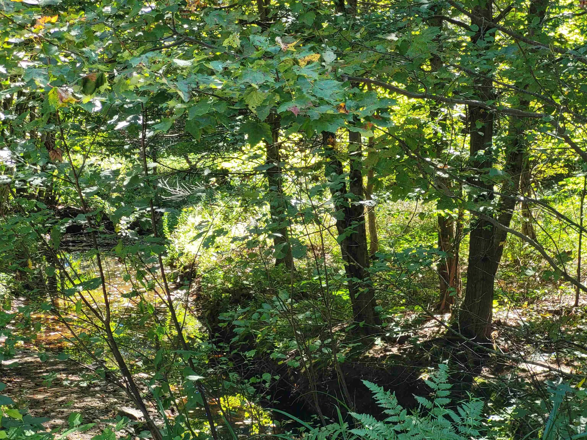 100 Forbes Mountain Road Danbury NH 03230