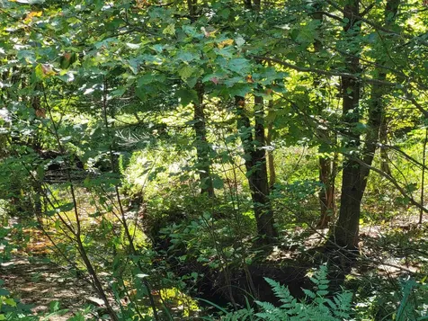 100 Forbes Mountain Road Danbury NH 03230