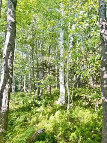 000 Route 11 Peru VT 05152