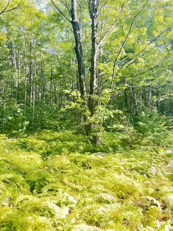 000 Route 11 Peru VT 05152