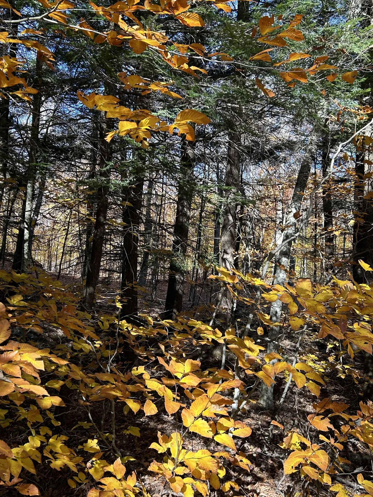 1843 Downer Road Sharon VT 05065