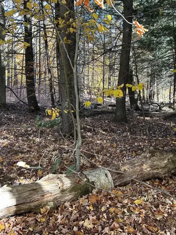 1843 Downer Road Sharon VT 05065