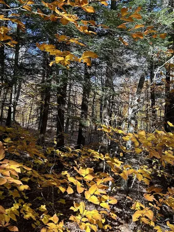 1843 Downer Road Sharon VT 05065