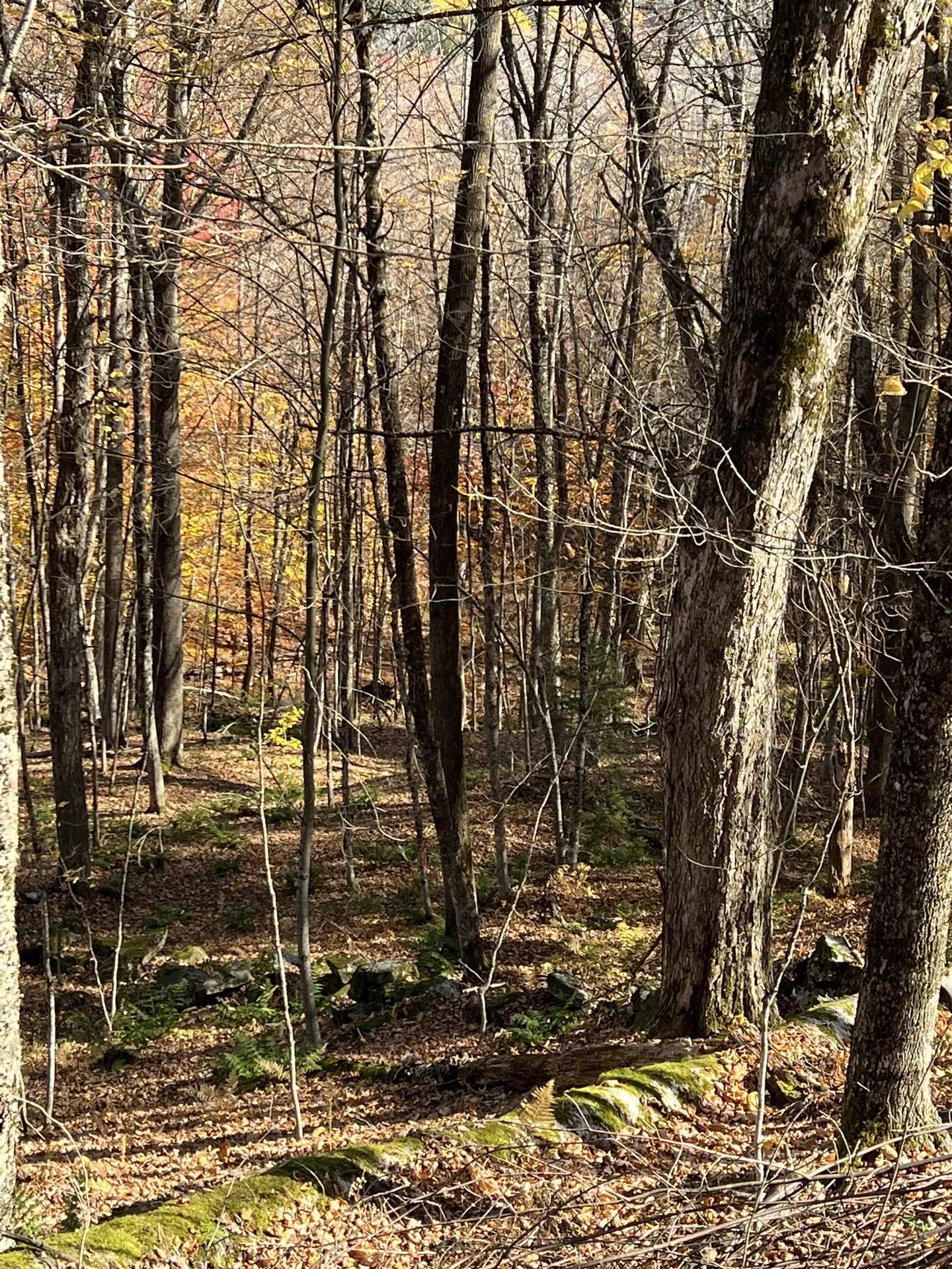 84 Lower Taylor Hill Road Winhall VT 05340