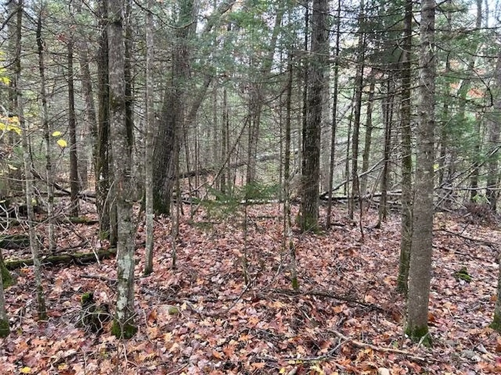 Lime Kiln Road Haverhill NH 03774