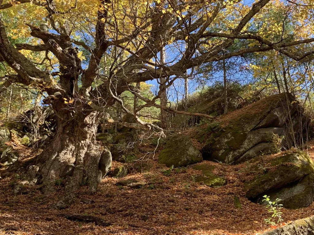 10 & 26 Chester Drive Tunbridge VT 05077