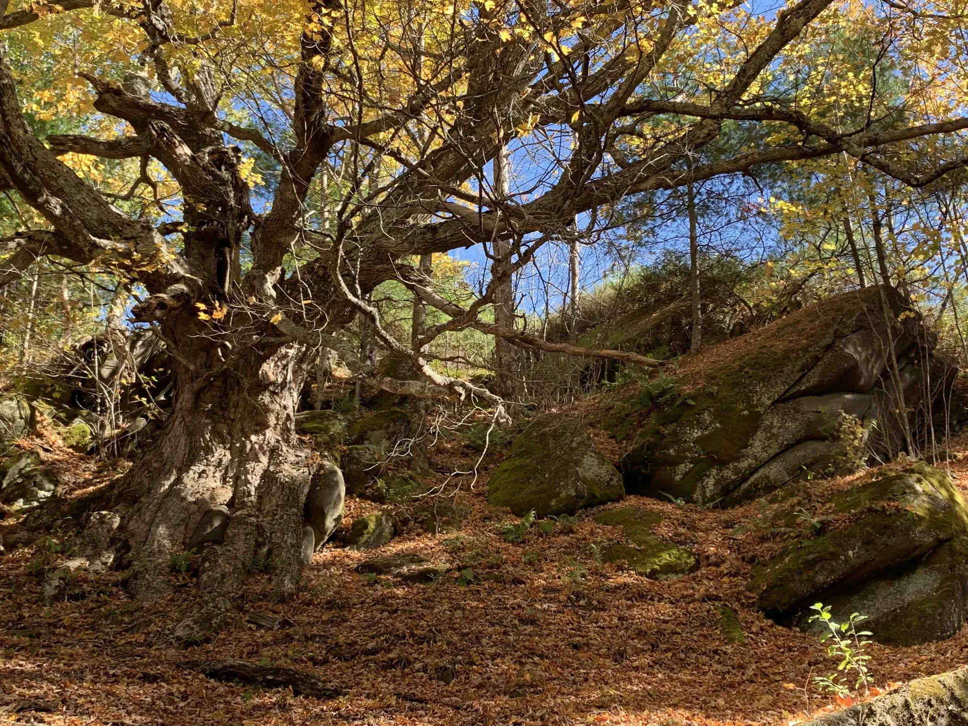 10 & 26 Chester Drive Tunbridge VT 05077