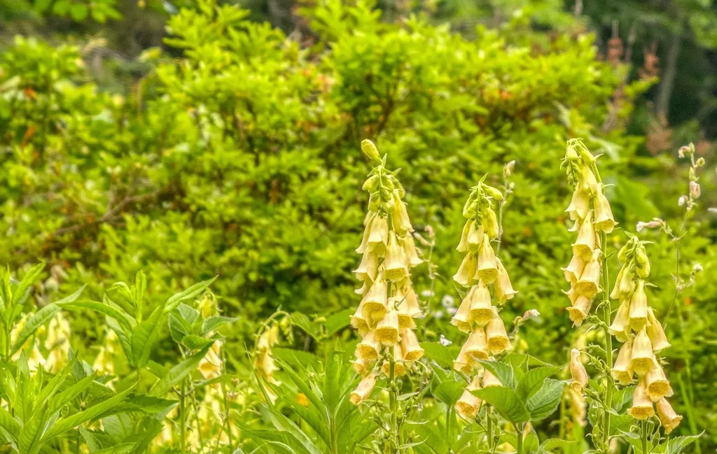 115 Town Line Road Francestown NH 03043