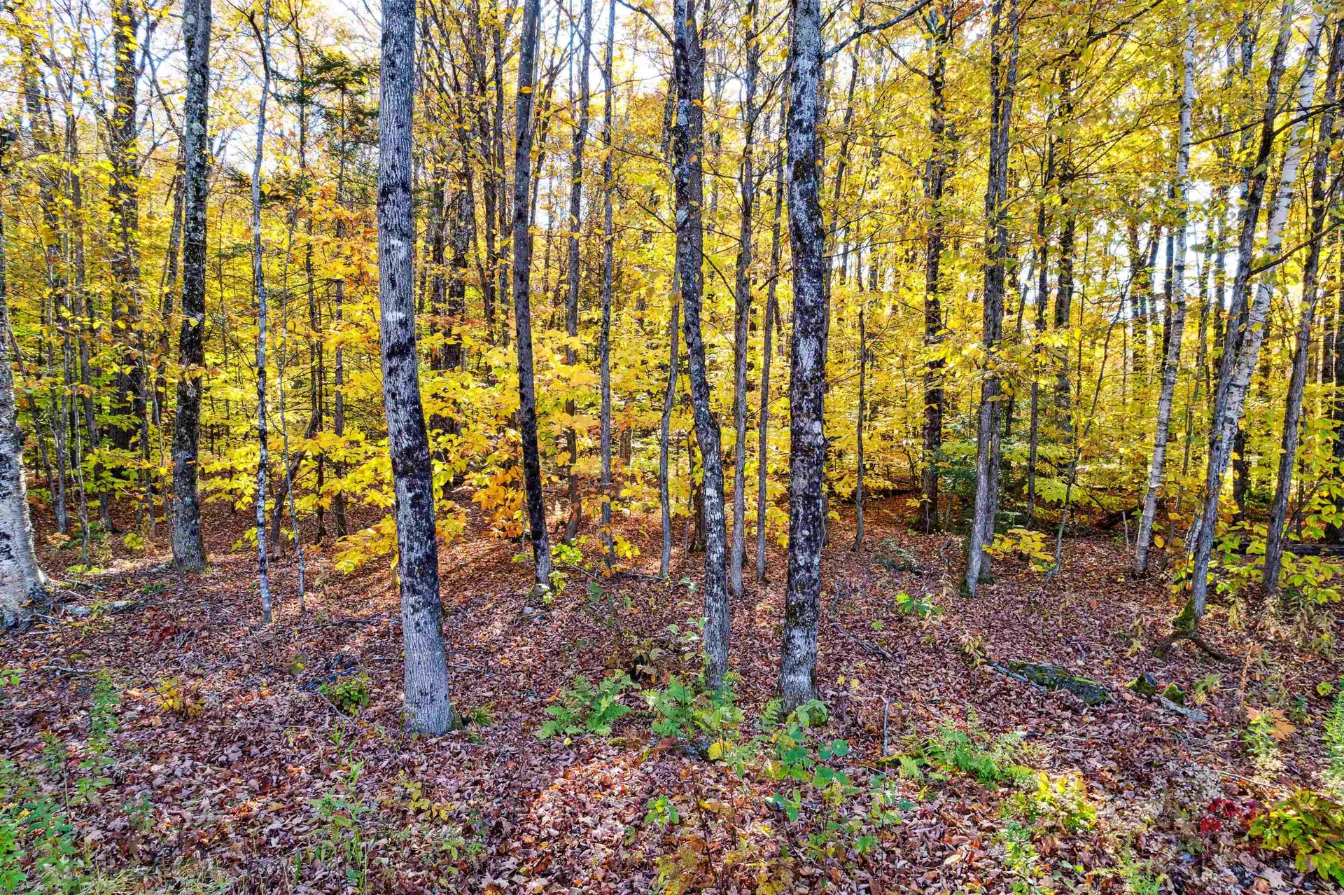 0 Harlow Lane Barnard VT 05031