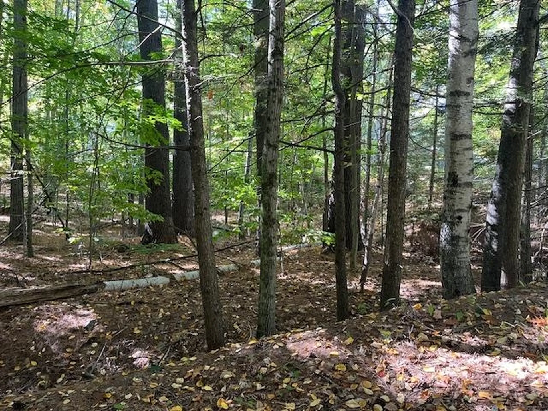 Lot 11 Route 11d Alton NH 03810