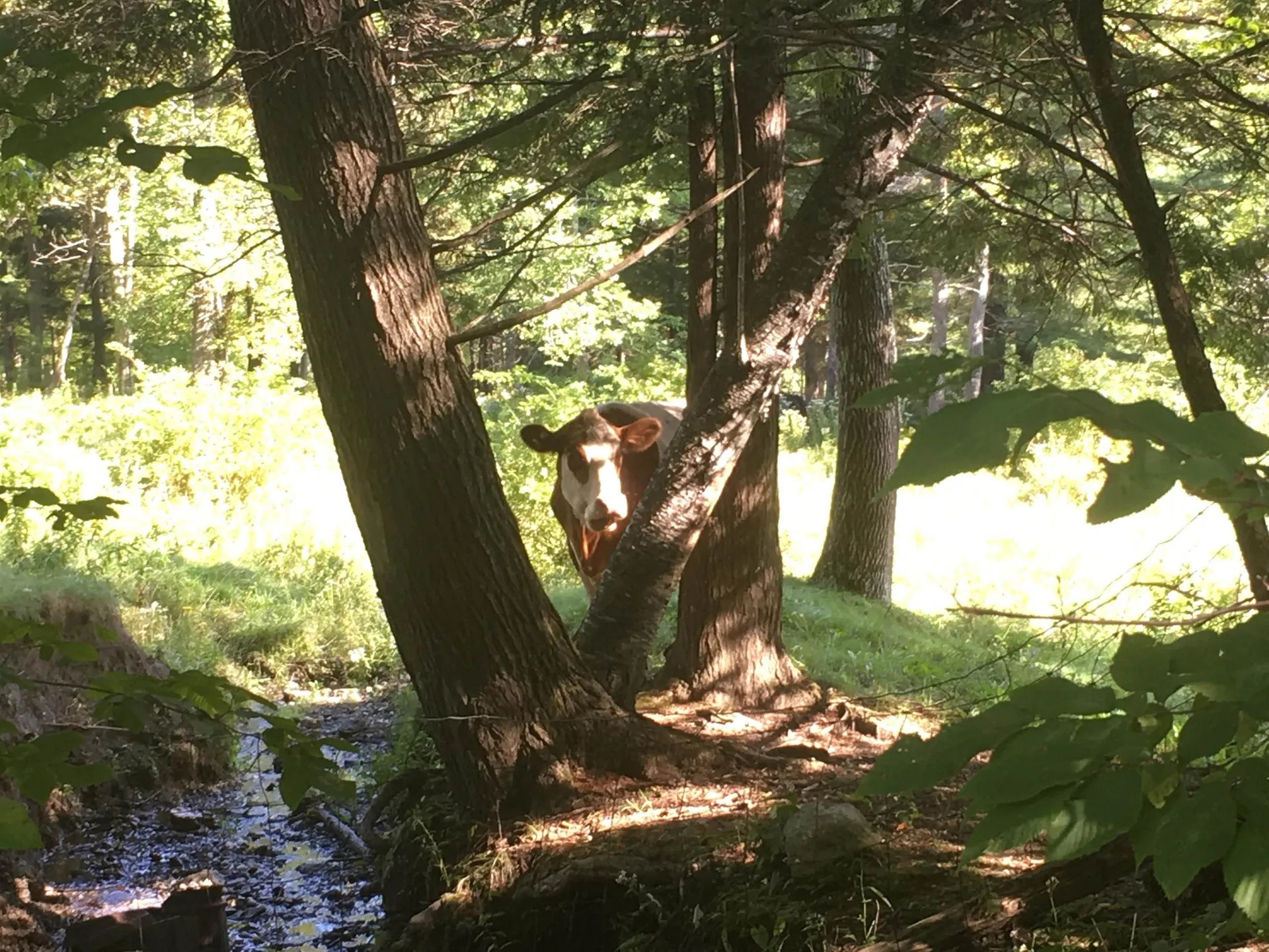 566 Upper Dam Road Wilmington VT 05363-0253