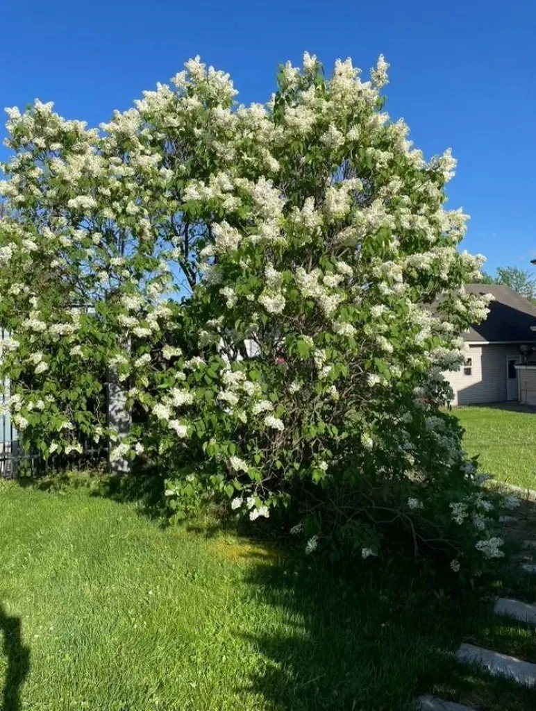 32 Hermanson Street Berlin NH 03570