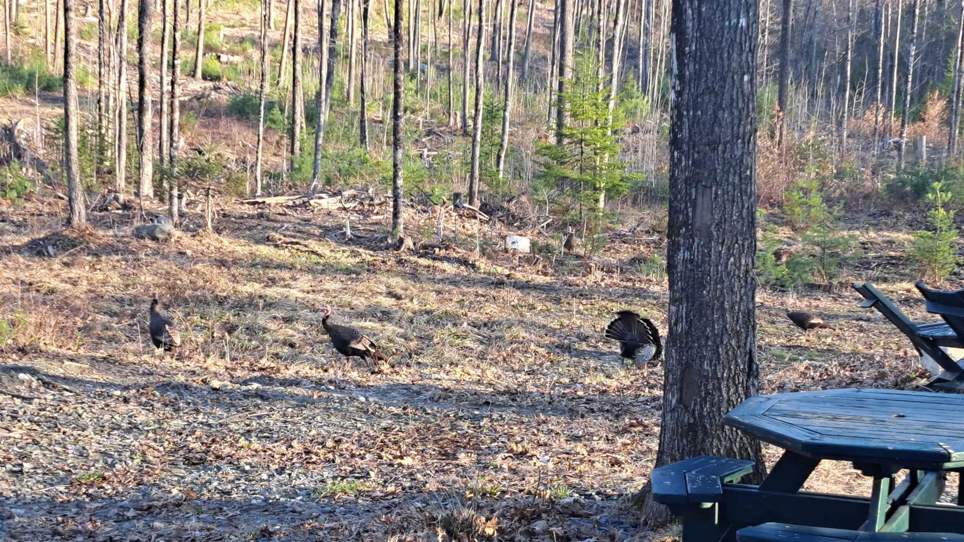 X Whispering Winds Way Canaan NH 03741