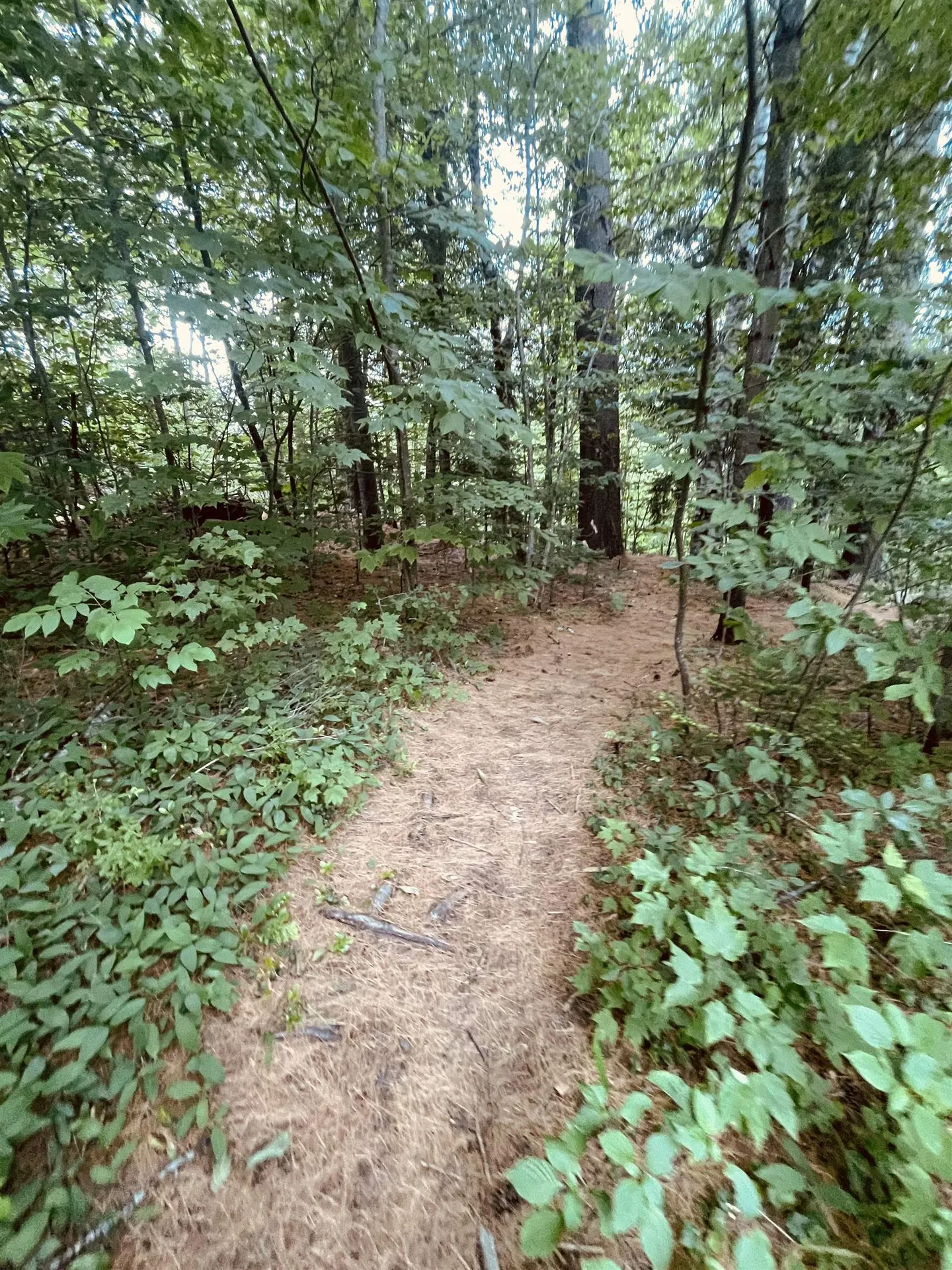 4769 Pikes Falls Road Jamaica VT 05143