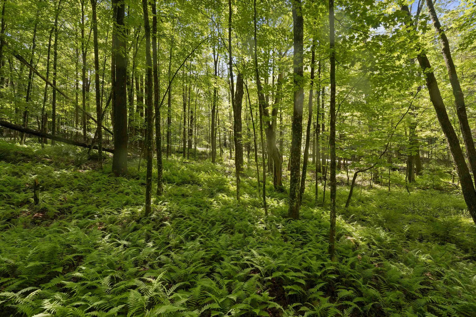 11 Old County Road Landgrove VT 05148