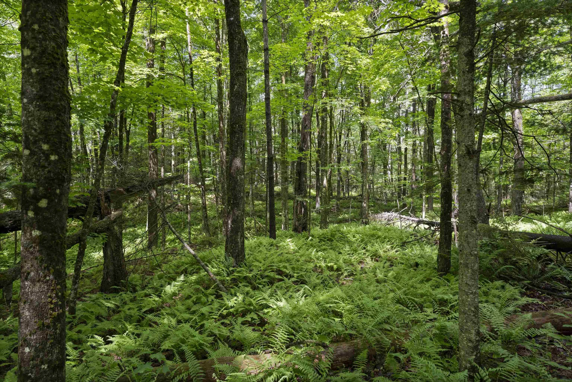 11 Old County Road Landgrove VT 05148