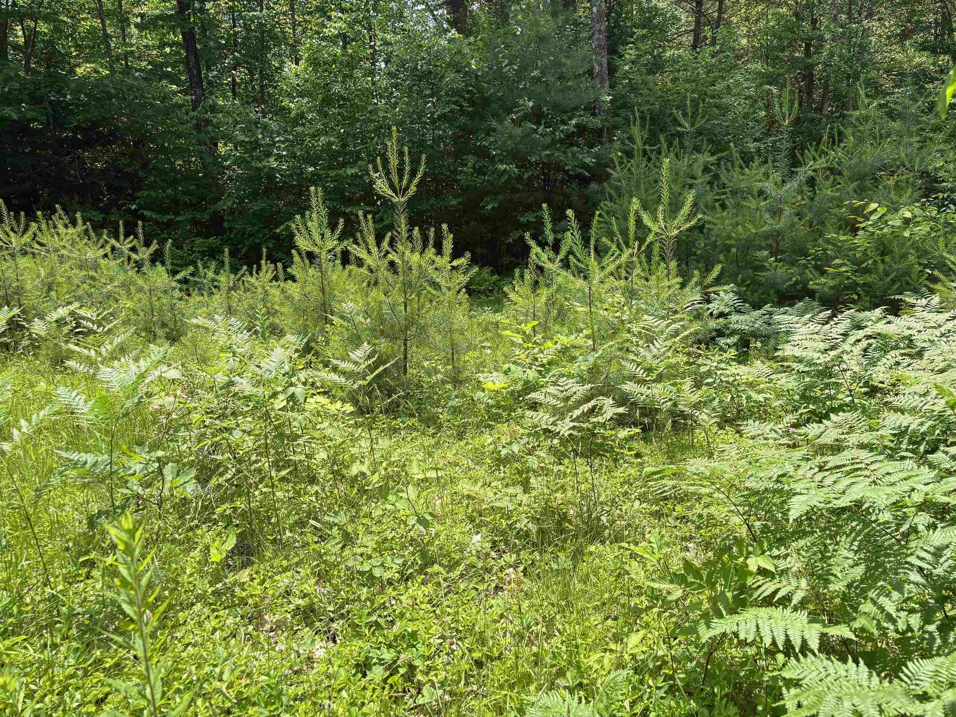 00 Simonsville Road Andover VT 05143