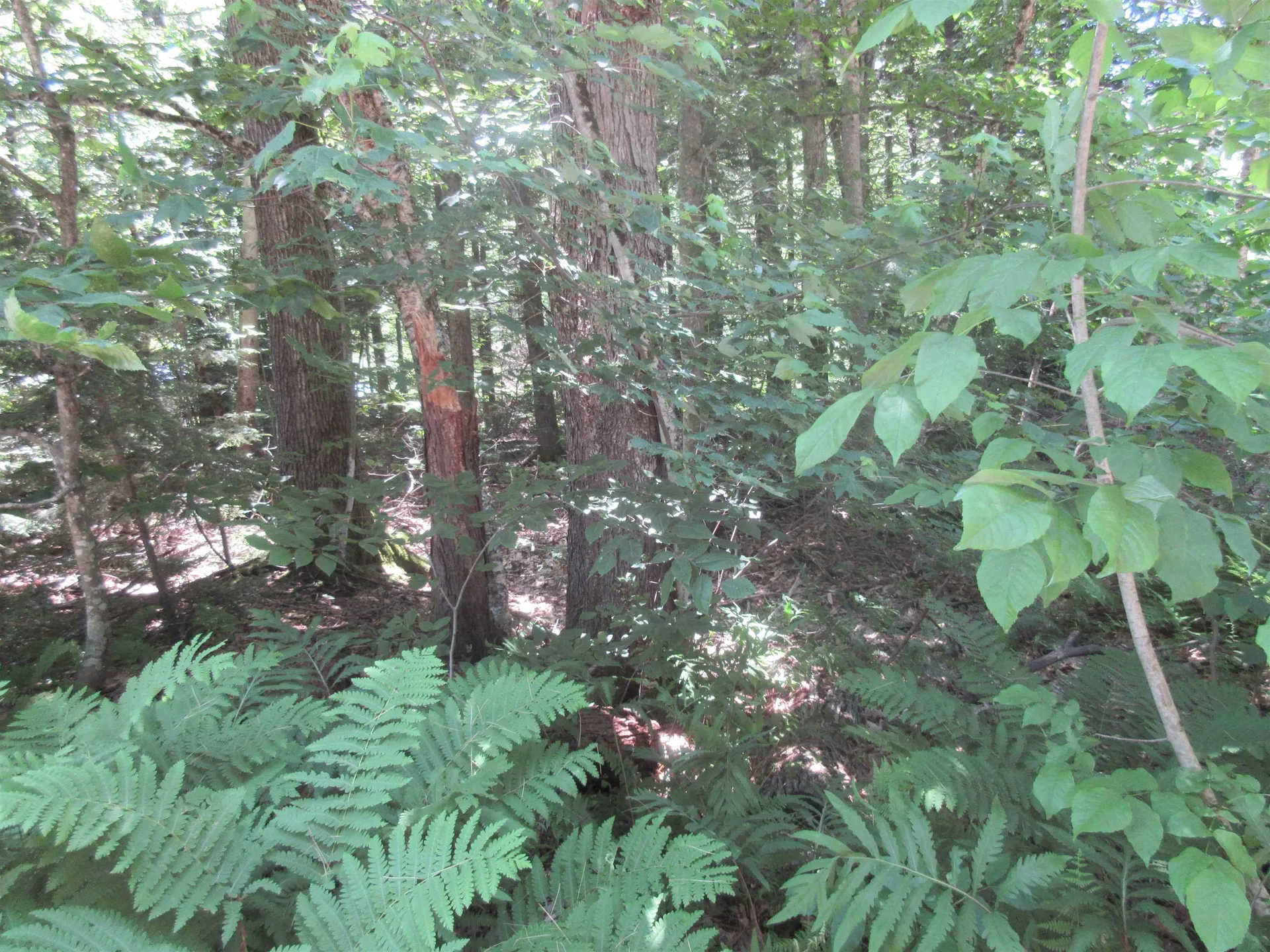 40 Ellen Brook Road Hillsborough NH 03244