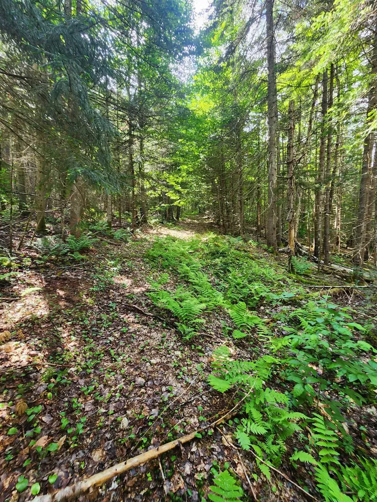 1602 East Haven Road Brighton VT 05846