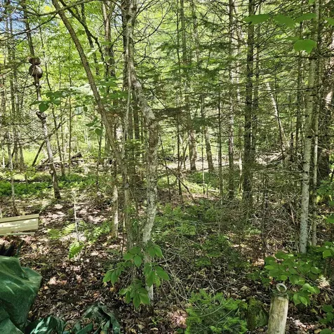 1500 Brook Road Burke VT 05871