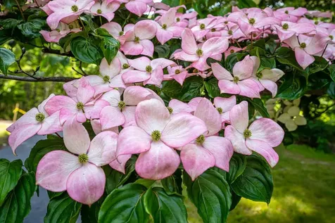 7 Dearborn Lane Bedford NH 03110