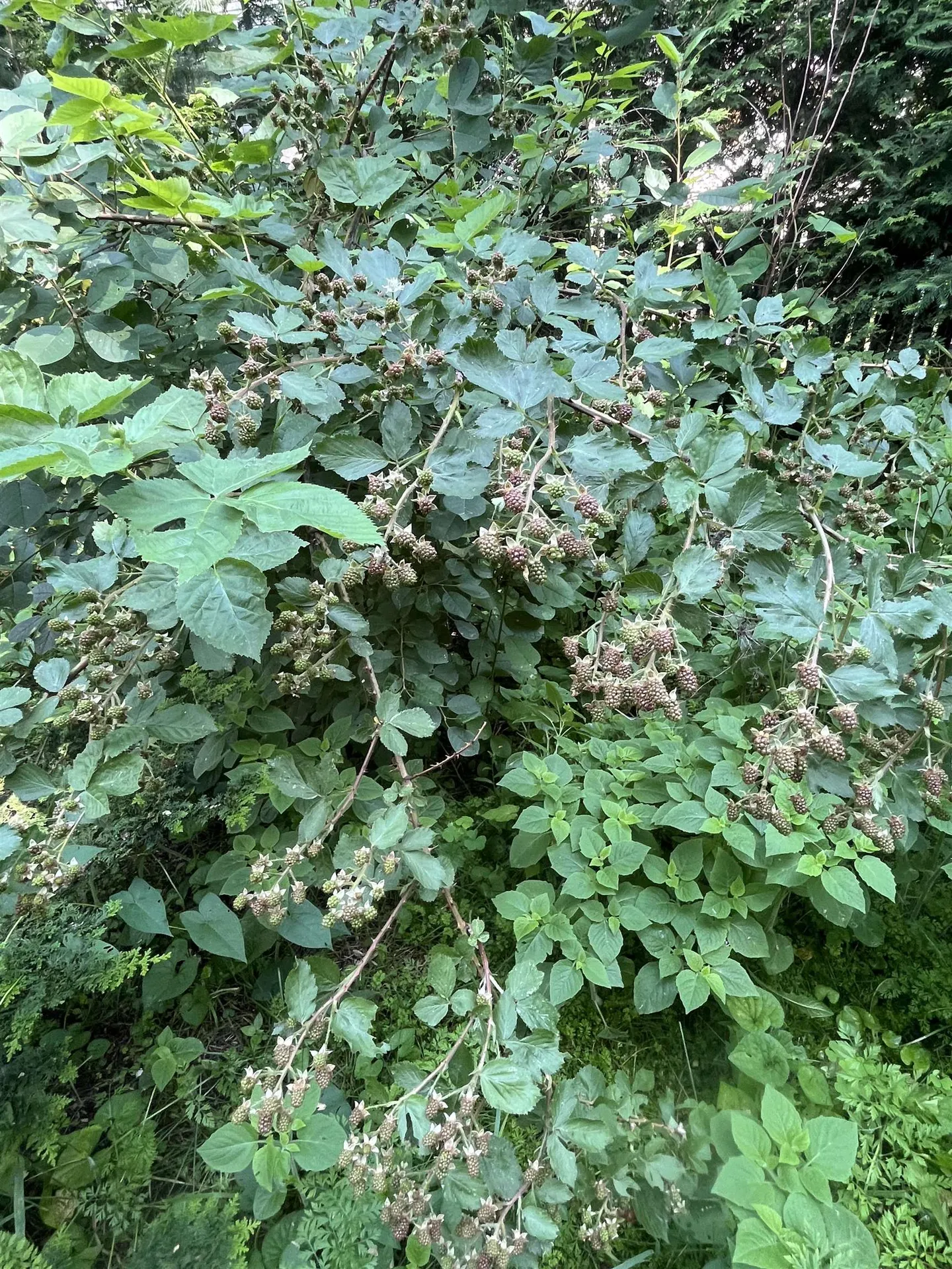 16 Germain Street Burlington VT 05401