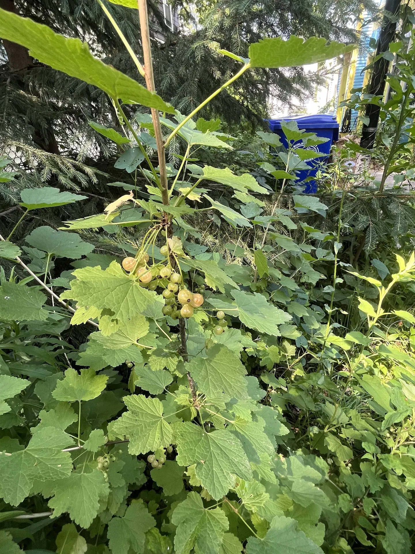 16 Germain Street Burlington VT 05401