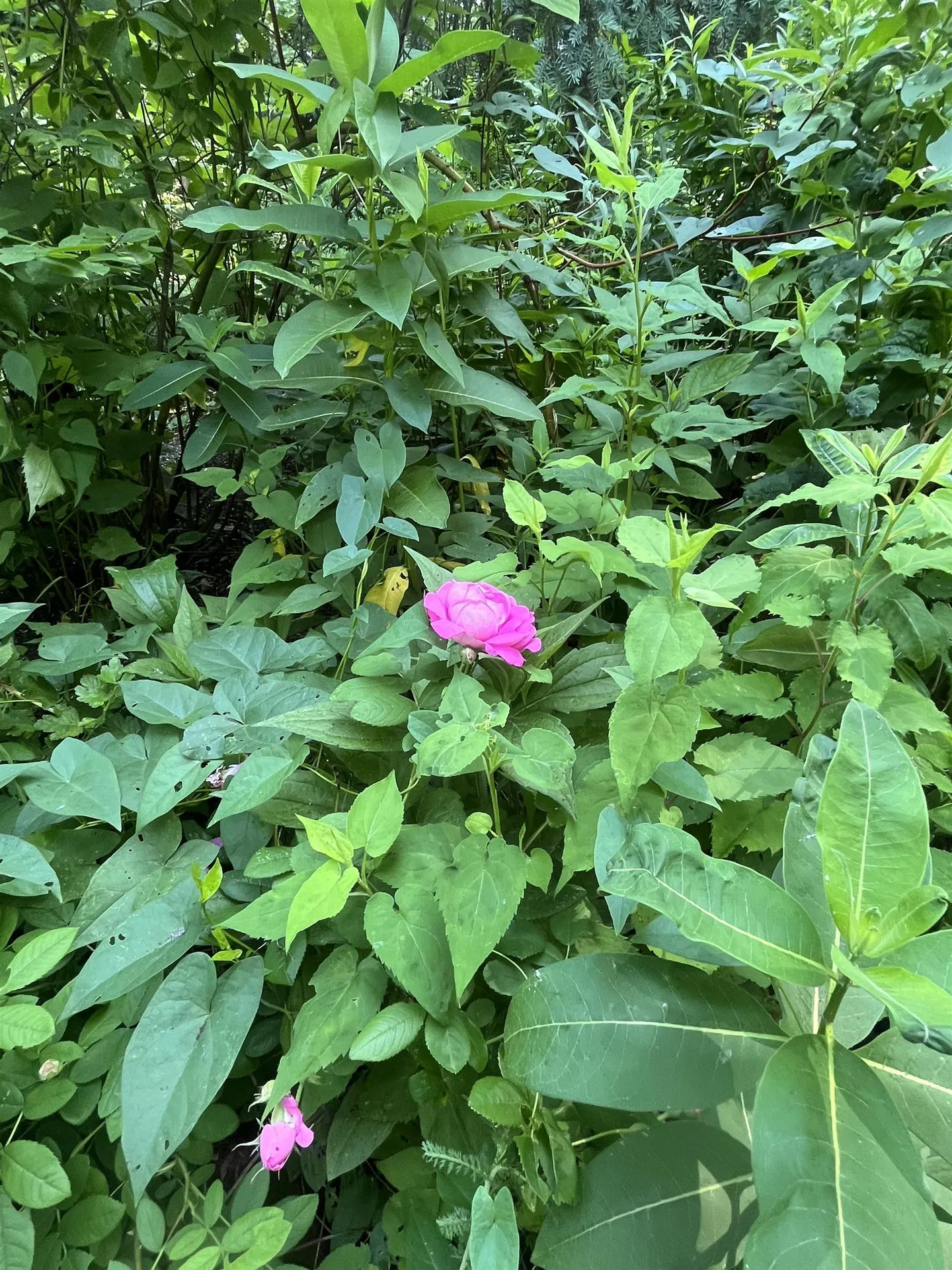 16 Germain Street Burlington VT 05401