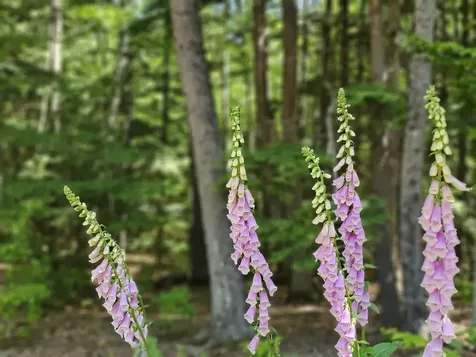 182 Eastman Road Grafton VT 05146