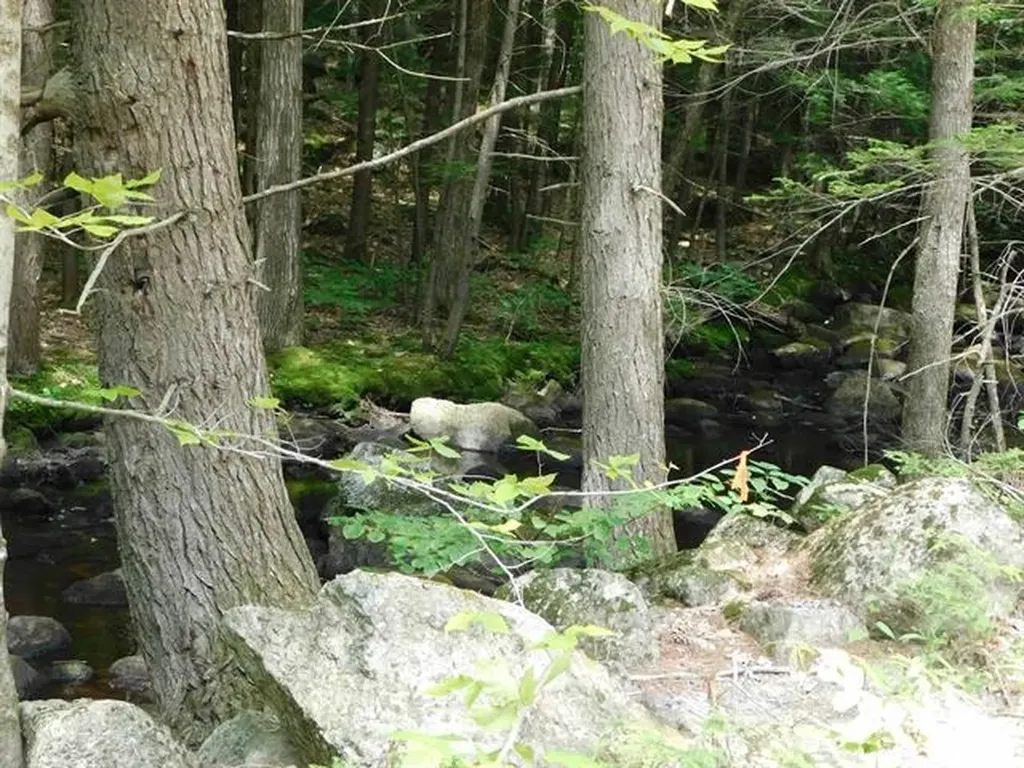 0 Bog Road Hillsborough NH 03244
