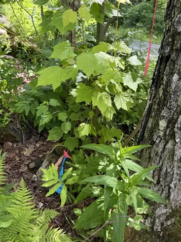 00 Walker Pit Road Concord VT 05906