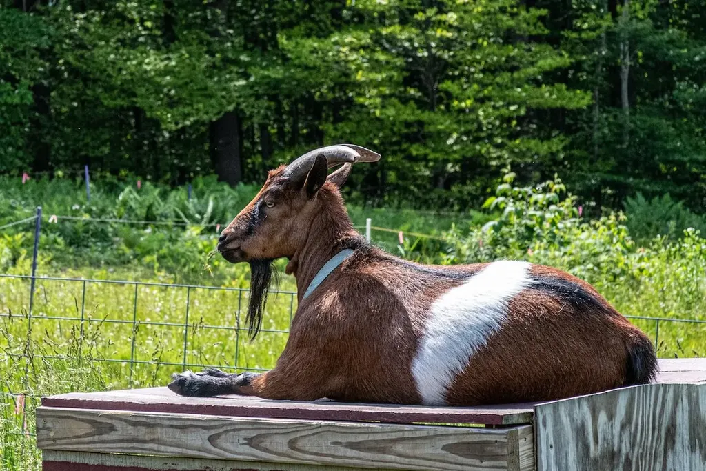 260 Sunset Hill Road Randolph VT 05060