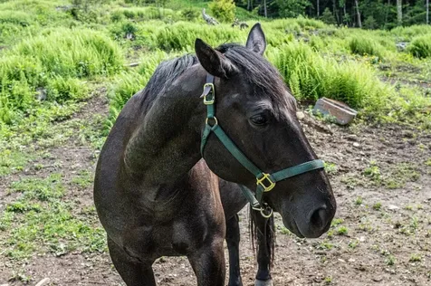 260 Sunset Hill Road Randolph VT 05060