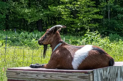 260 Sunset Hill Road Randolph VT 05060