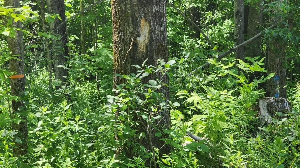 1400 Clark Mountain Road Newport Town VT 05857