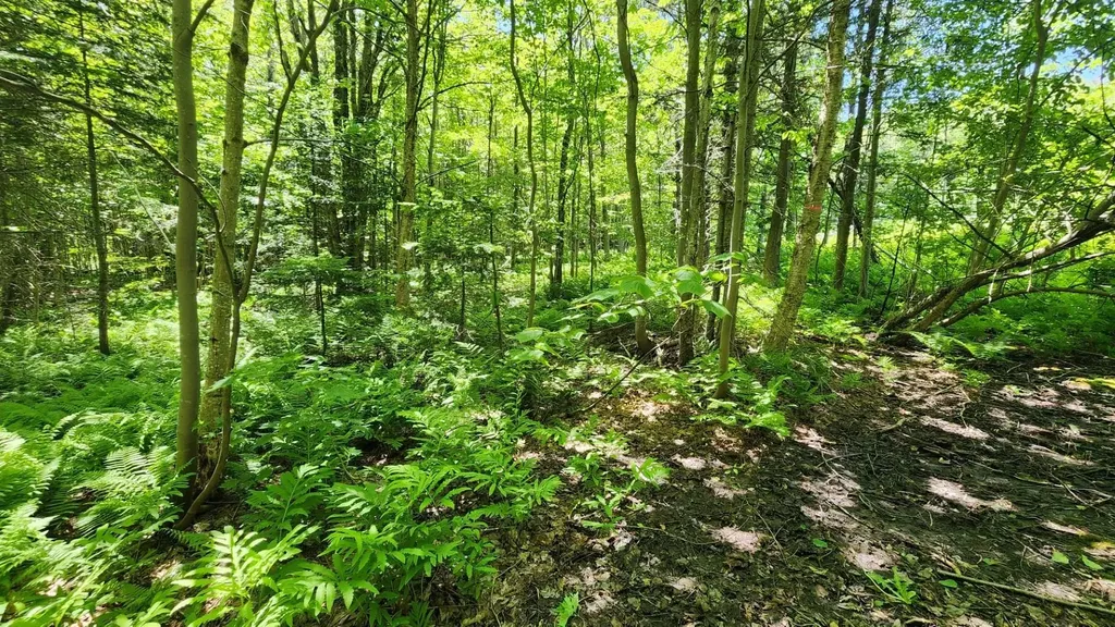 0 Route 242 Jay VT 05859