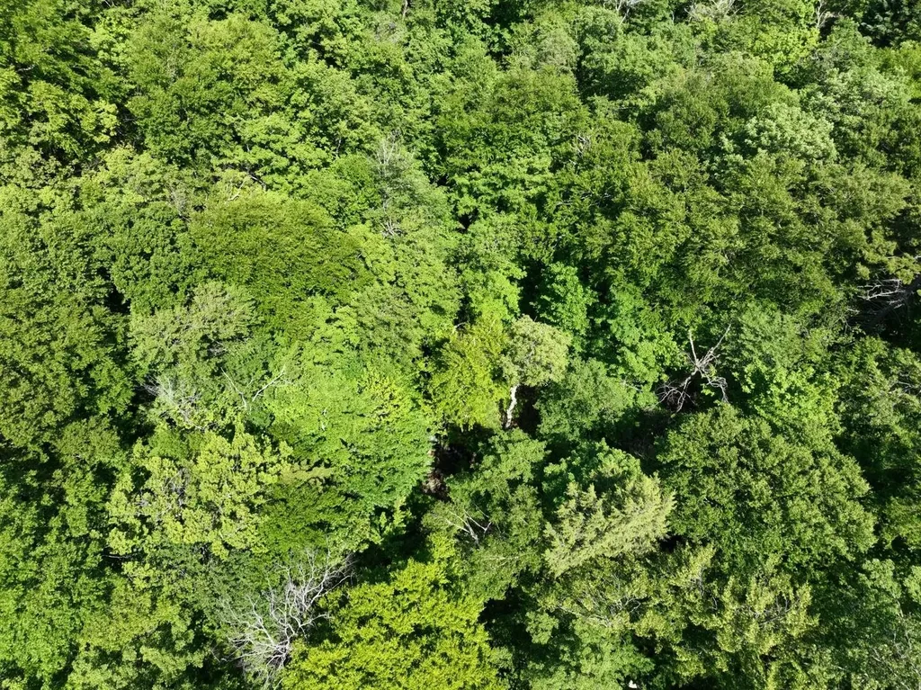 0 Route 242 Jay VT 05859