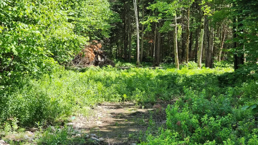 0 Route 242 Jay VT 05859