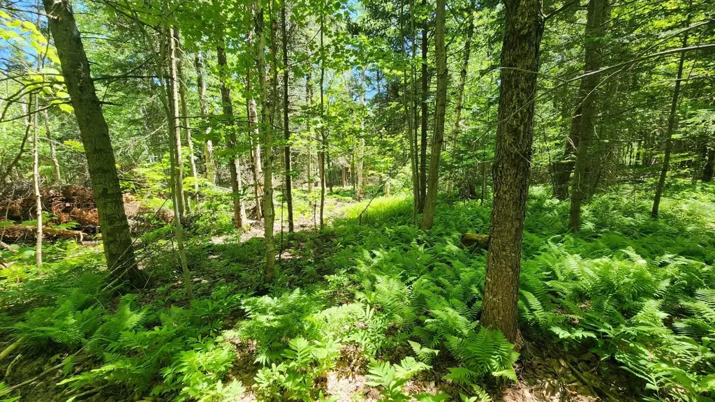 0 Route 242 Jay VT 05859