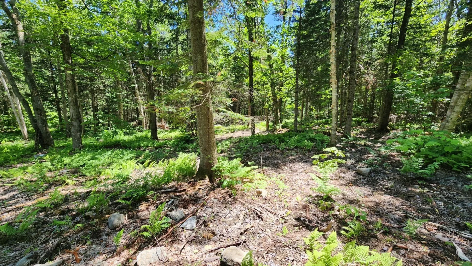 0 Route 242 Jay VT 05859